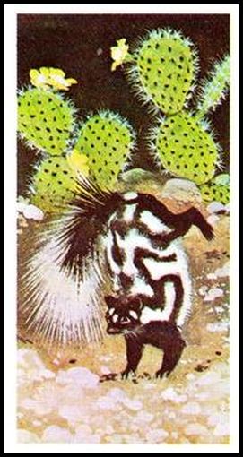 32 Spotted Skunk